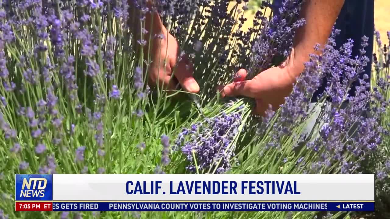 California Lavender Festival