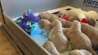 Golden Retriever Puppies Enjoying Story Time From a Dragon