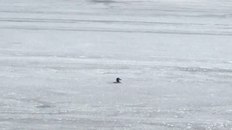 Duck frozen in ice
