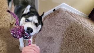 Husky Tricks Owner Into Playing Tug-Of-War