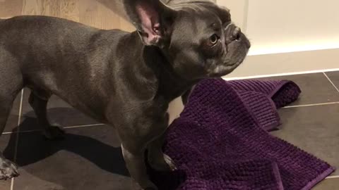Frenchbulldog wants a bath
