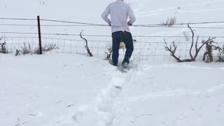 Saving a Deer Stuck in the Snow