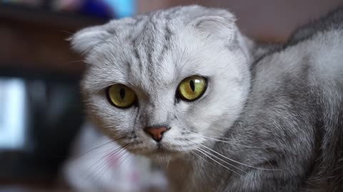 Yellow Eyes Cat