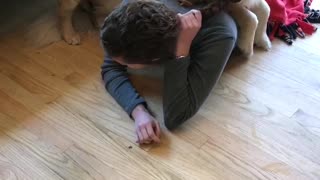 Dogs Mistake Owner's Braid for Rope Toy