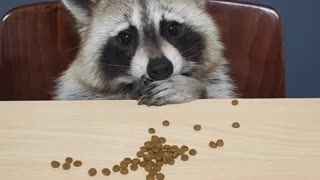 Raccoon eats feed like humans