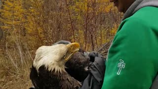 Rescuing a Wounded Eagle
