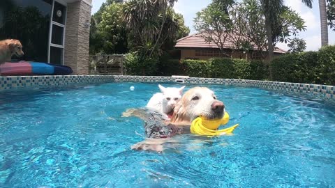 Dog and cat swimming together