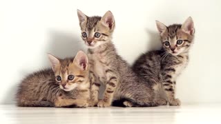 Beautiful little kittens