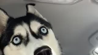 Husky puppy sees some shit