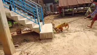 Fack Tiger and Real Dog Funny