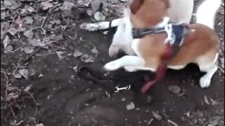 funny dog funny video Jack Russel mix the funniest dog and labrodor