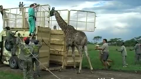 Mike Ross and Team Giraffe Capture