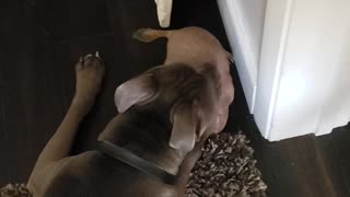 Pit Bull and Prairie Dog Playing Inside