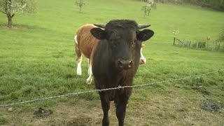 Meet a german black Bull on holiday in Germany. Video