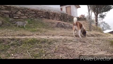 Cat vs dog real fight video