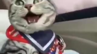 Laughing cat funny video