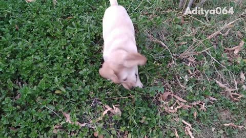 Slow motion video of golden retriever puppy running in a bush