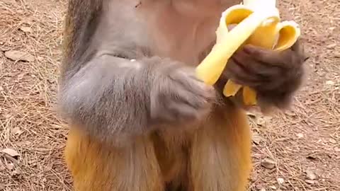 Cute Baby Monkeys Came By To Say Hello!!! | Cute Animals