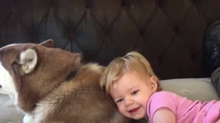 Baby gives husky hug and kiss before nap time