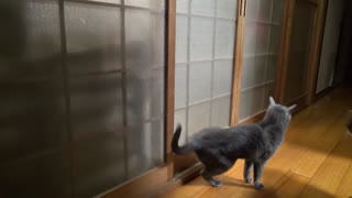 FUNNY, CRAZY VIDEO WITH A CAT !! VERY FUNNY, ANIMALS.
