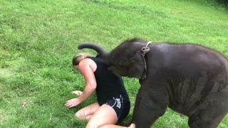 Happy Baby Elephant Cuddles With Caretaker