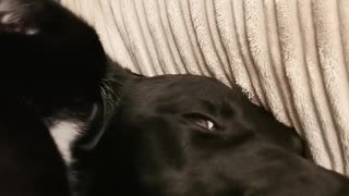 Dog Isn't Sure about Ear-Cleaning Kitty