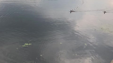 ducks swim in the river