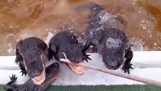 Feeding crocodiles