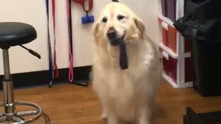 Excited Dog Grabs Leash And Is Ready For A Walk