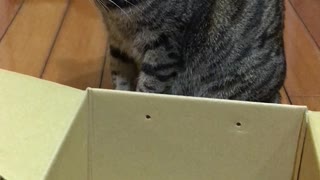 Cat Tries to Wiggle Herself into a Box