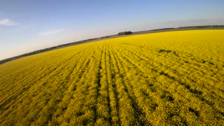 Racing drone on bright yellow field 4K