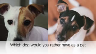 Which dog would you rather have as a pet