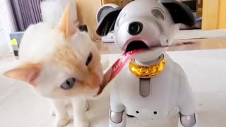 Playful cat has tons of fun with a dog toy