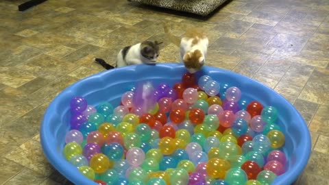 Cute Kittens Play in Ball Pit fanny 2021