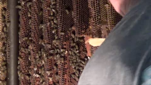 MASSIVE Beehive in Wall of Home! YIKES!