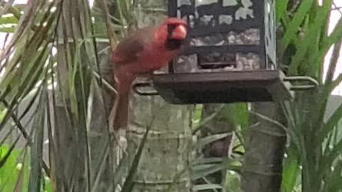 Cardinal Having Lunchtime
