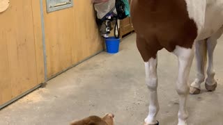 Dog and Horse Have a Hug