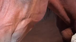 beautiful young Arabian horse