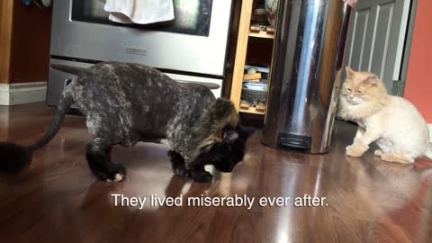 This Cats Gets A Haircut, And The Reaction From Her Sister Is Priceless!
