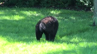 Back yard black bear