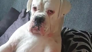 Boxer Begs for Attention