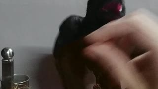 Hand Feeding a Baby Crow