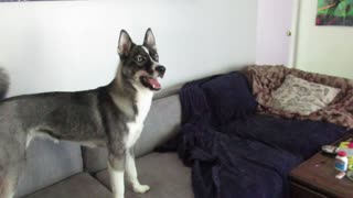 Hilarious husky puppy totally fails at playing catch