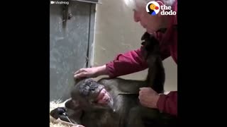 Dying Chimp Says Goodbye To Old Friend | The Dodo