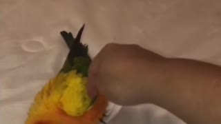 parrot plays with mistress