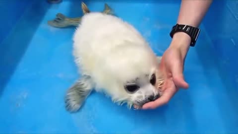 Baby seals first dive
