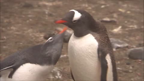 Gentoo Penguins feeding there Chicks at Aitcho Island
