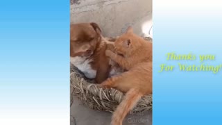 Cat Helps Dog Massage