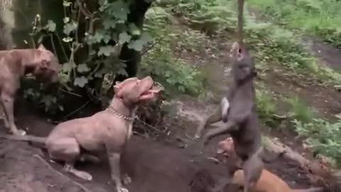 Dogs are playing with rope