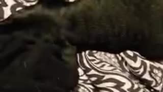 Chihuahua Getting A Massage
